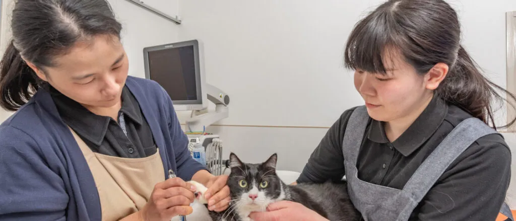 動物看護師