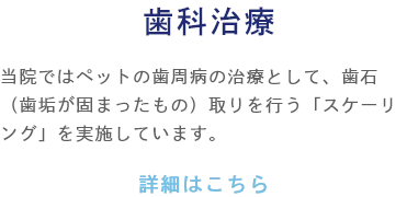 歯科治療 当院ではペットの歯周病の治療として、歯石（歯垢が固まったもの）取りを行う「スケーリング」を実施しています。
