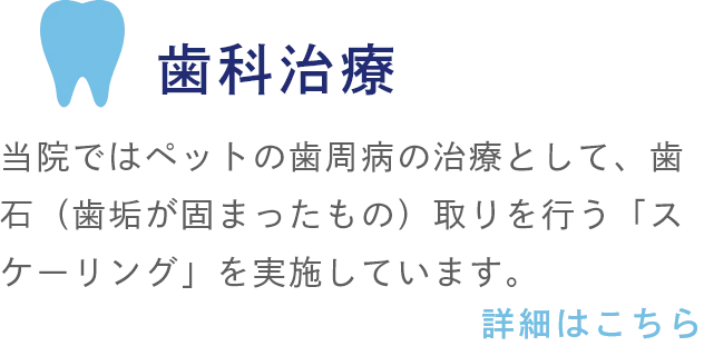 歯科治療 当院ではペットの歯周病の治療として、歯石（歯垢が固まったもの）取りを行う「スケーリング」を実施しています。